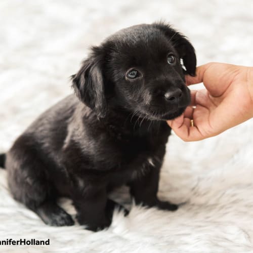 Gypsy ~ Border Collie x (on trial 11/12/18)