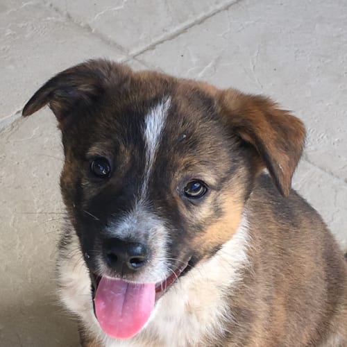 George one of 4 puppies 