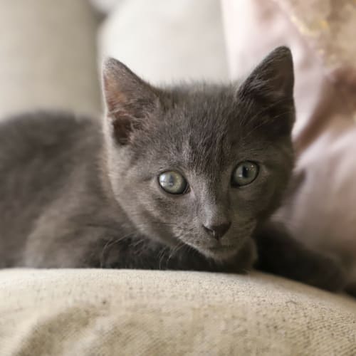 Fritz the grey 