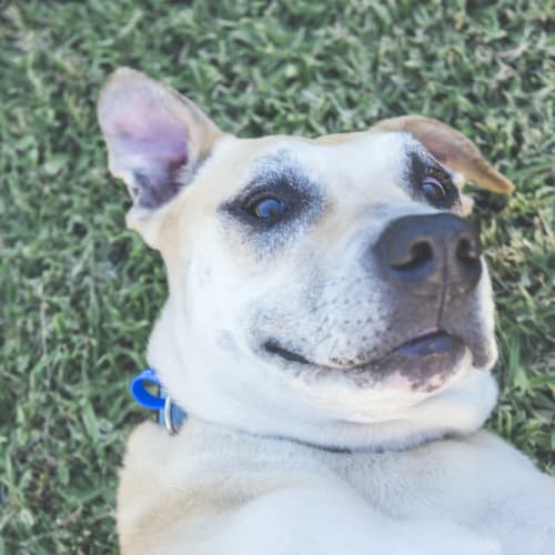 Bob ~ Great Dane x Mastiff (on trial 3/3/19)