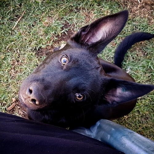 Rosco *foster home needed* 