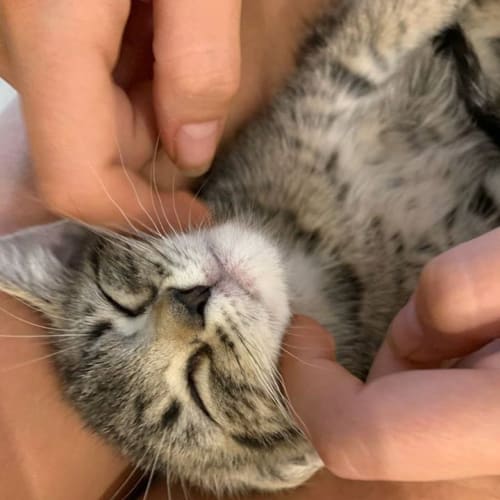 Rory Nugget