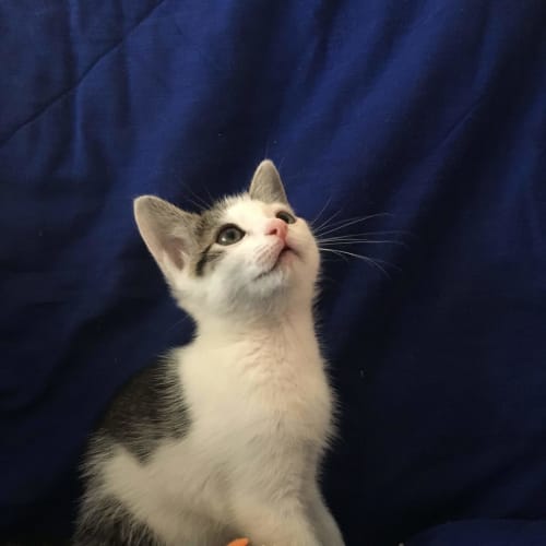 Zorro
