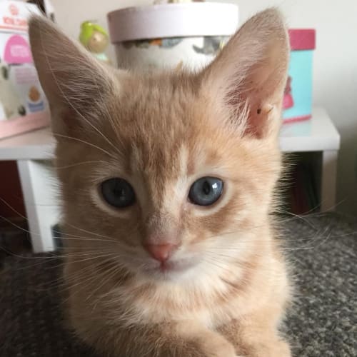 Puccini ^^Dandy Cat Rescue^^