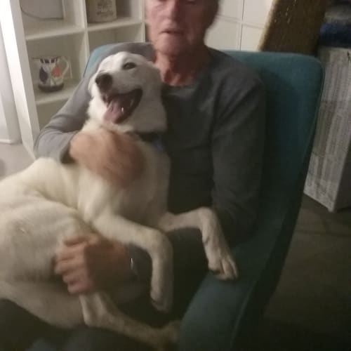 Bolt ~ Kelpie x Shepherd (on trial 15/12/18)