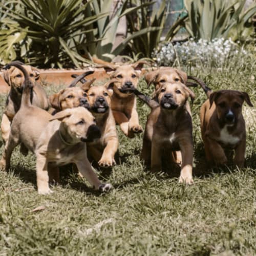Puppies