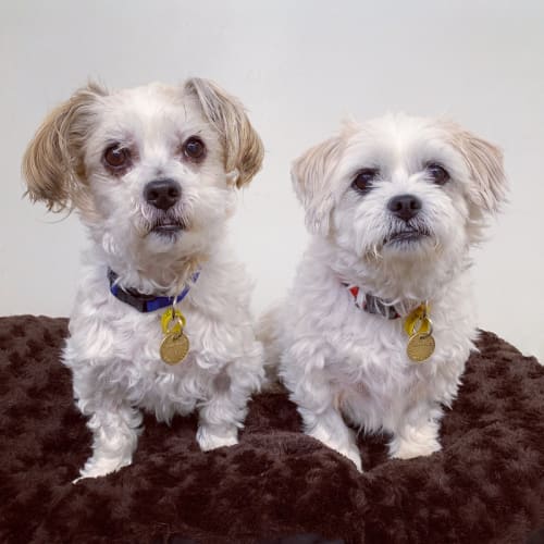 Gizmo & Abbie