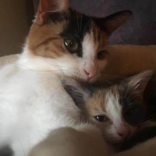 Marie Claire **2nd Chance Cat Rescue**