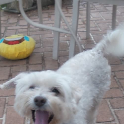 Alfie 