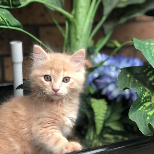 Flynn 🧡