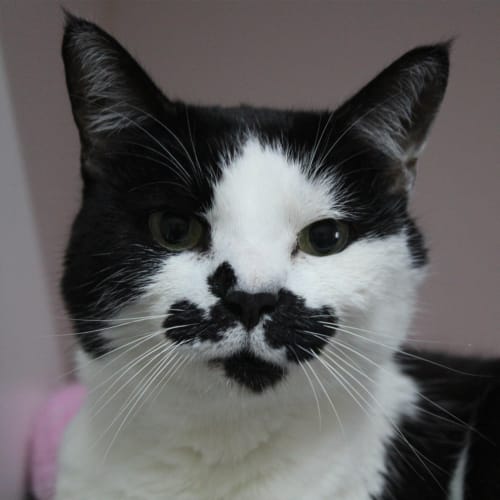 Moggy
