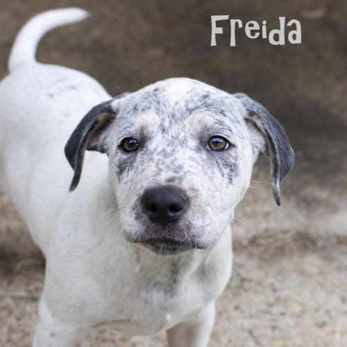 Freida