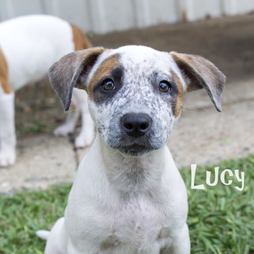 Lucy