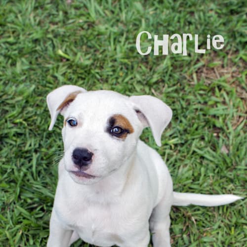Charlie