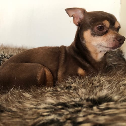 Coco