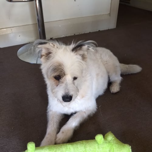 Rufus