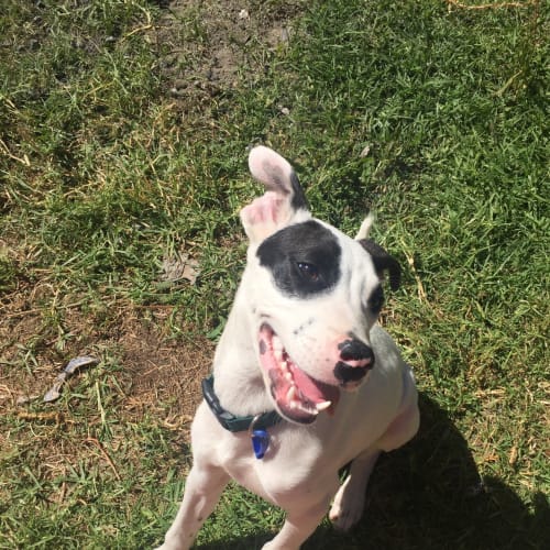 Dutch ~ Bull Arab x (on trial 22/2/2019)