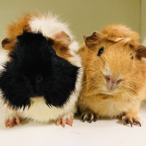 King kong and Jane (De-sexed male)