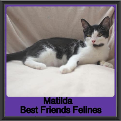 Matilda 