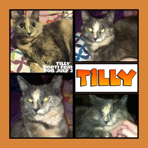 Tilly the shy Torti