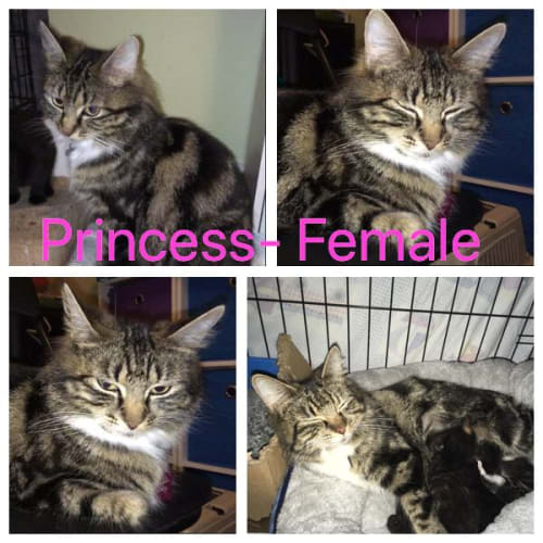 Princess 