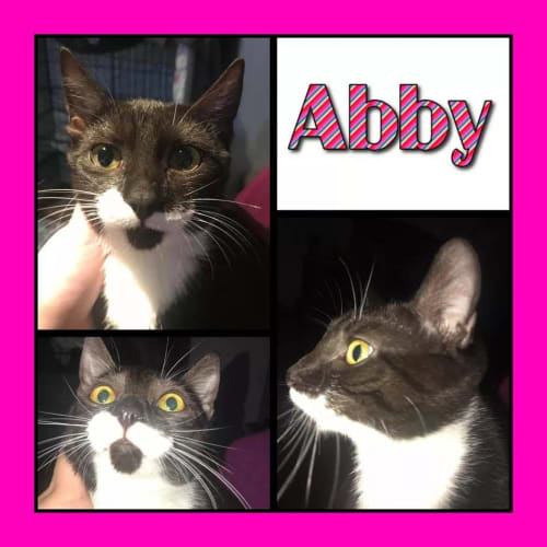 Abby *Free to Approved home*