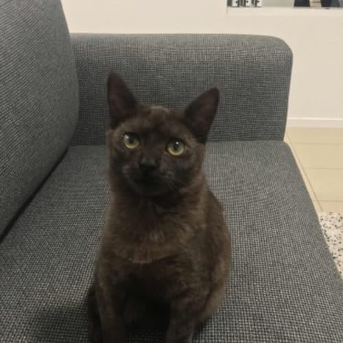 Coco