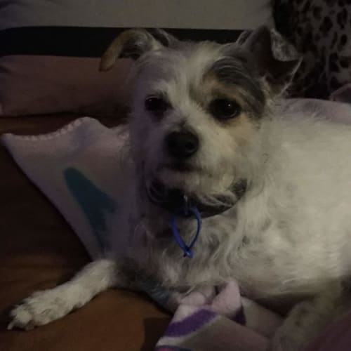 Lucy ~ 6 year old Chi x JRT (pend. adoption)