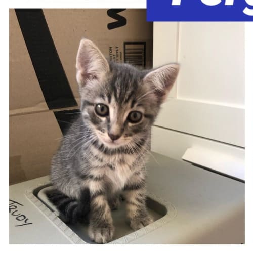 Fergus