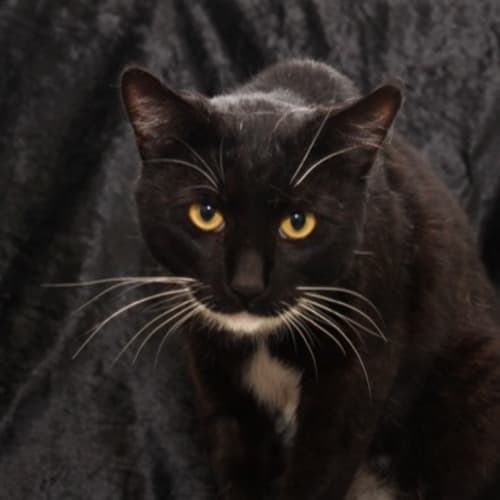 Ghengis Cat - K119040