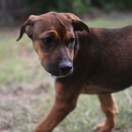 Penny 