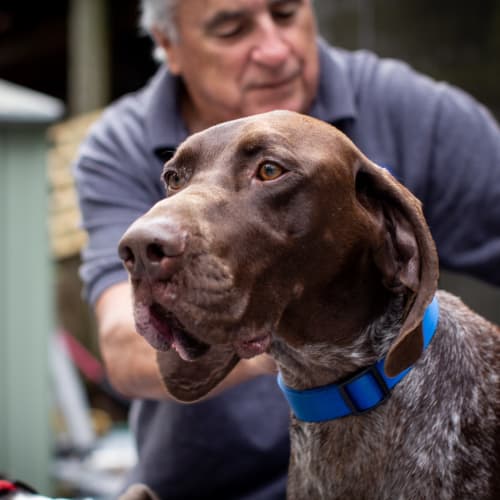 Strider ~ GSP (on trial 26/1/19)