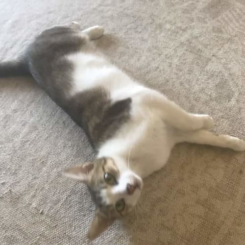 Sarabi 