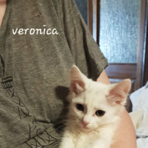 Veronica