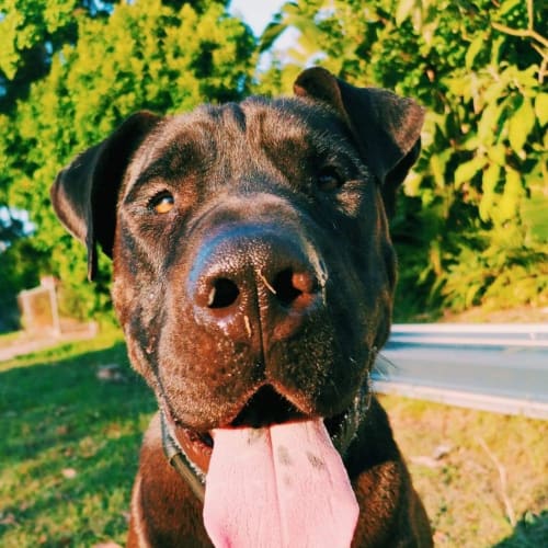 Henry 🖤