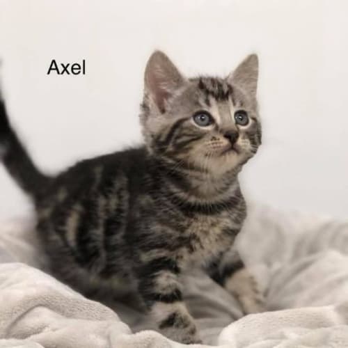 Axle