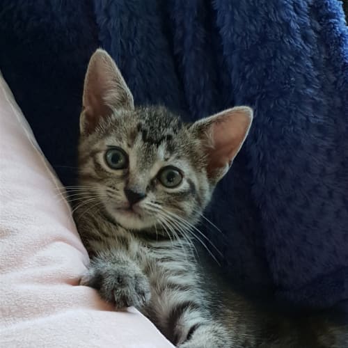 Mae