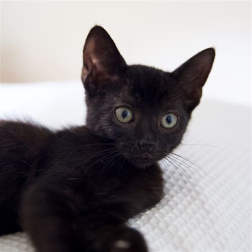 Rosie