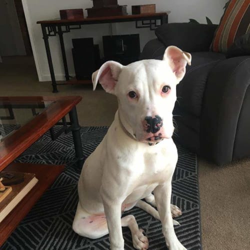 Lyla