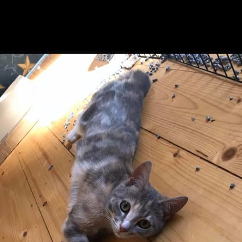 Gracie