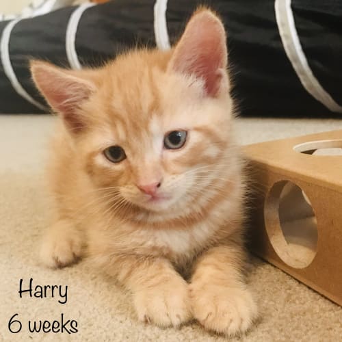 Harry