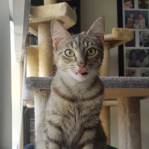 Tilly