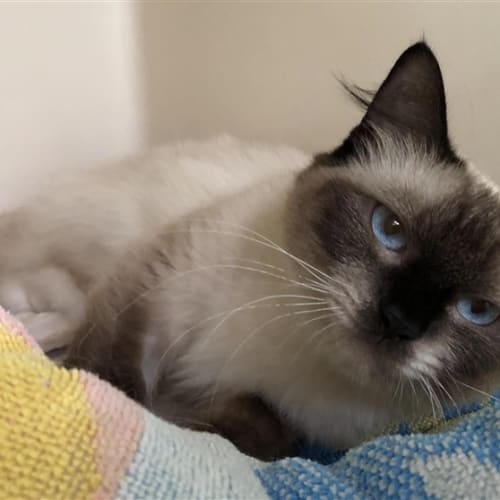 Mocha