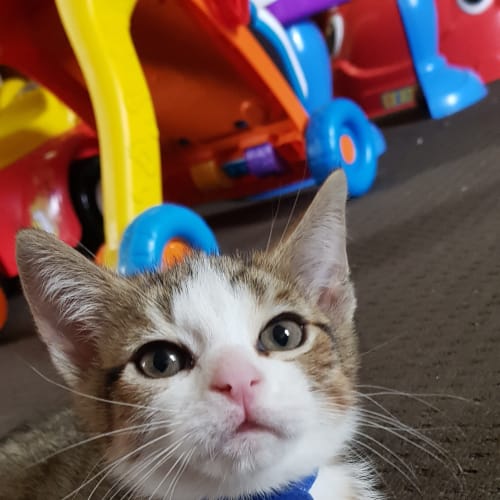 Merri