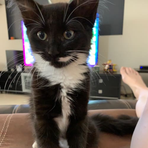 Greta