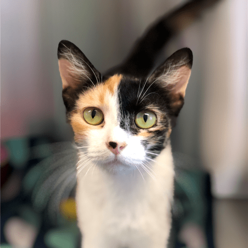 Cattiana