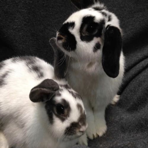 Laverne & Shirley