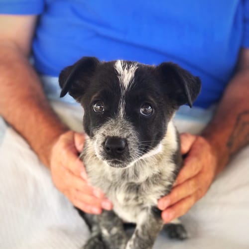 Lilo