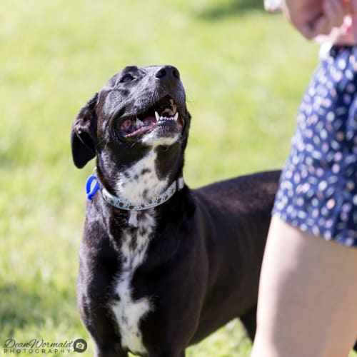 Rhonda ~ Border Collie x Staffy (on trial 17/1/19)