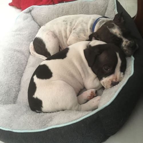Roscoe ~ Staffy x Mastiff (on trial 24/12/18)
